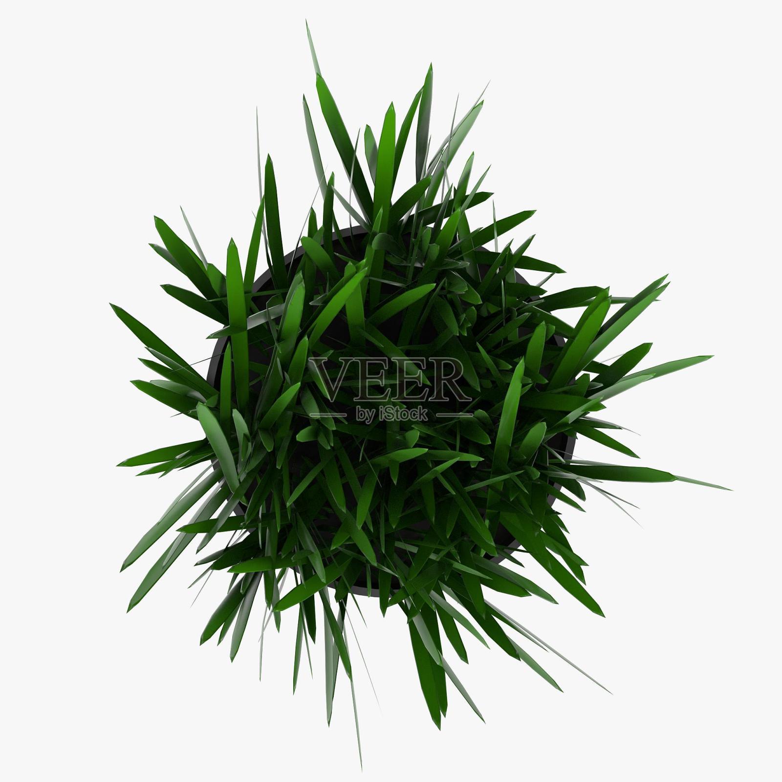 花盆里的草照片摄影图片