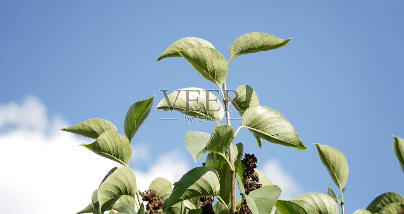 德国富尔达阳光明媚的夏日花园。照片摄影图片