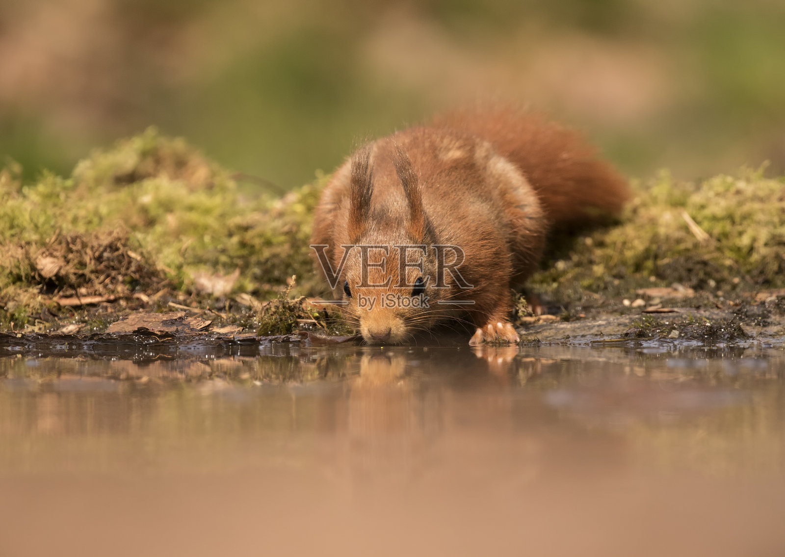 红松鼠照片摄影图片