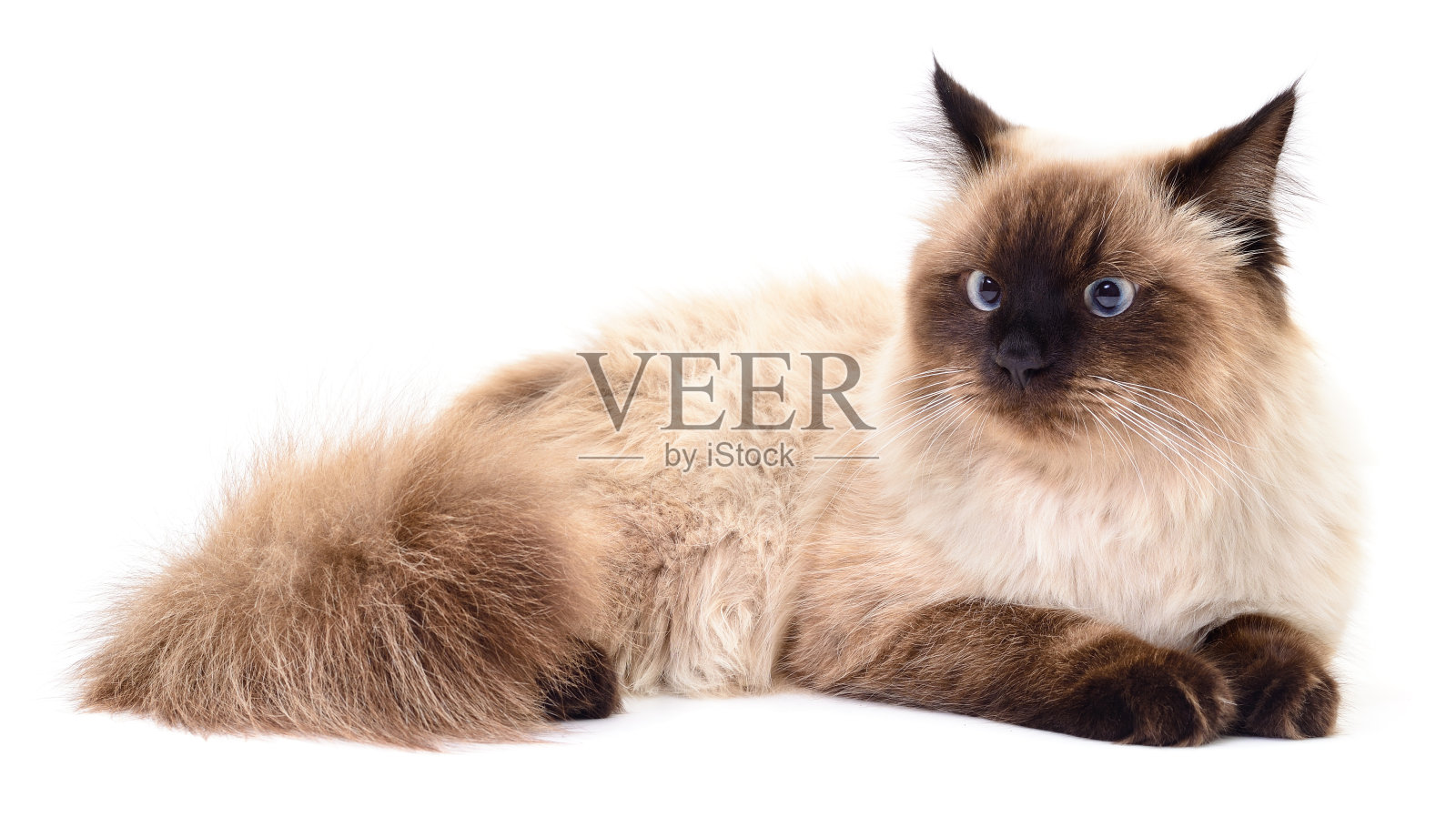 小的棕色的小猫。照片摄影图片