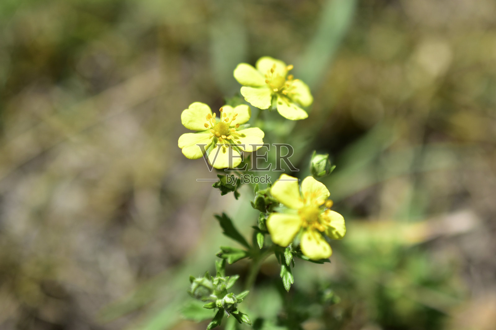 田中茎上的黄色小花照片摄影图片