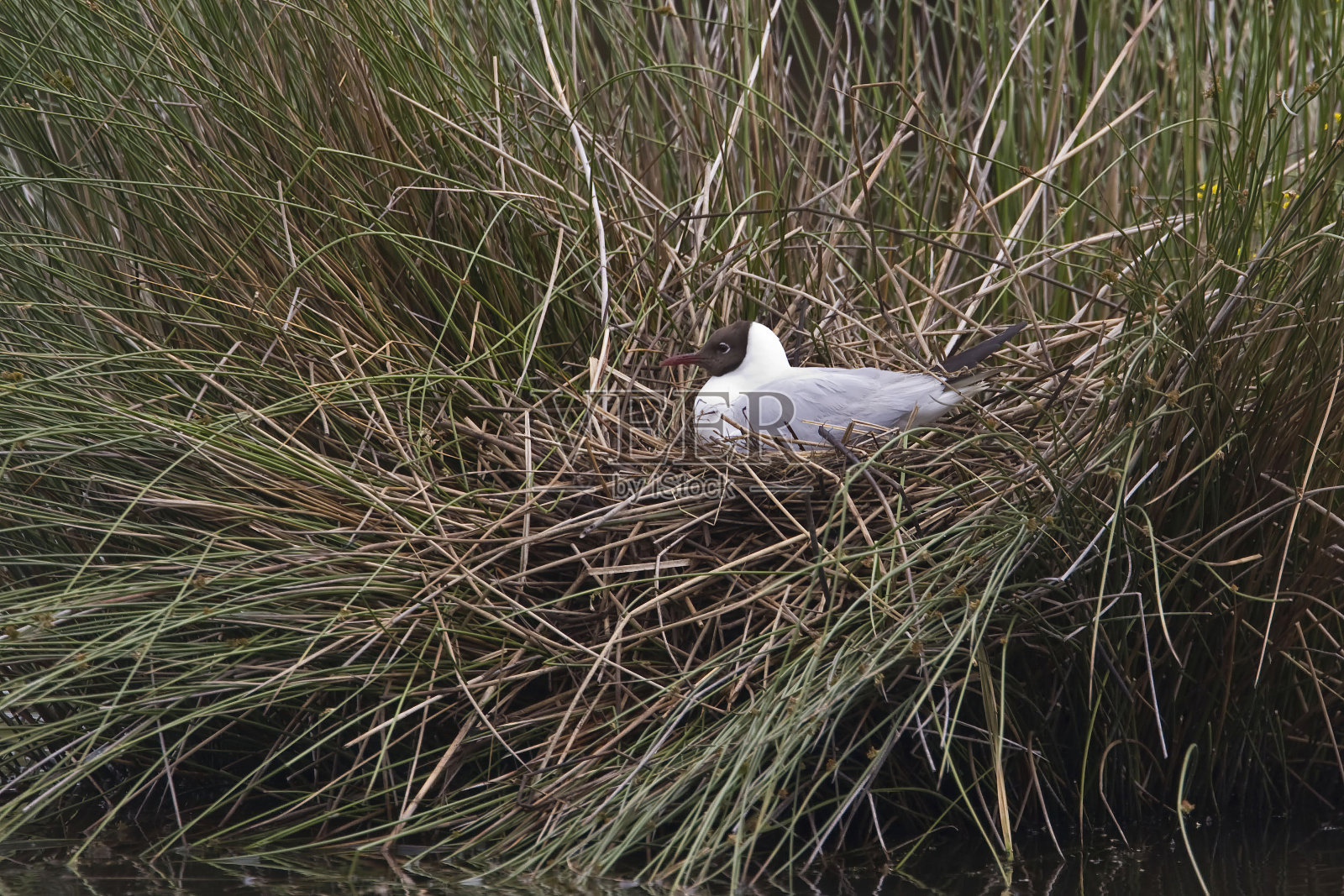 黑头鸥,赤头鸥,筑巢照片摄影图片