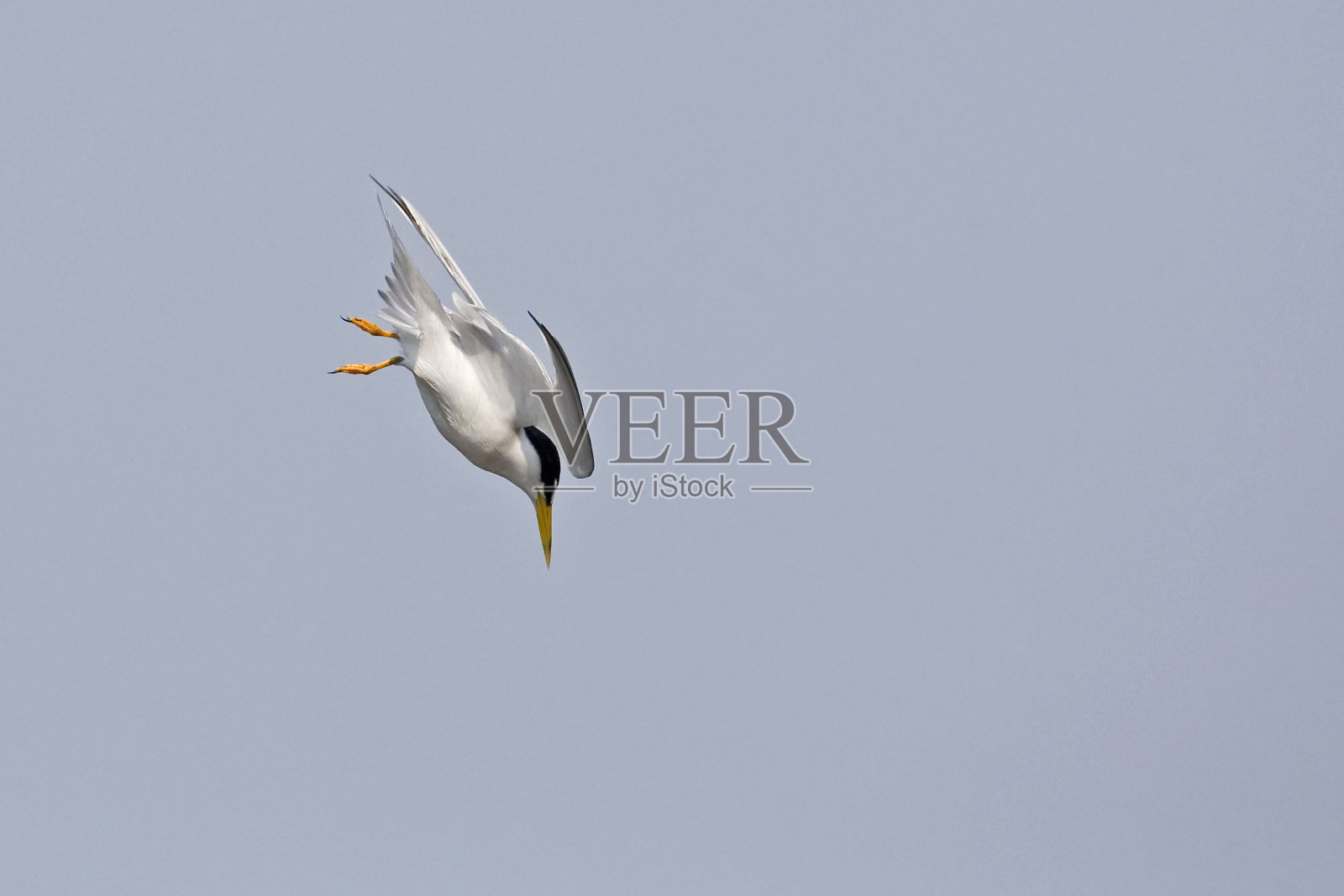在飞行中,最小燕鸥,胸骨照片摄影图片