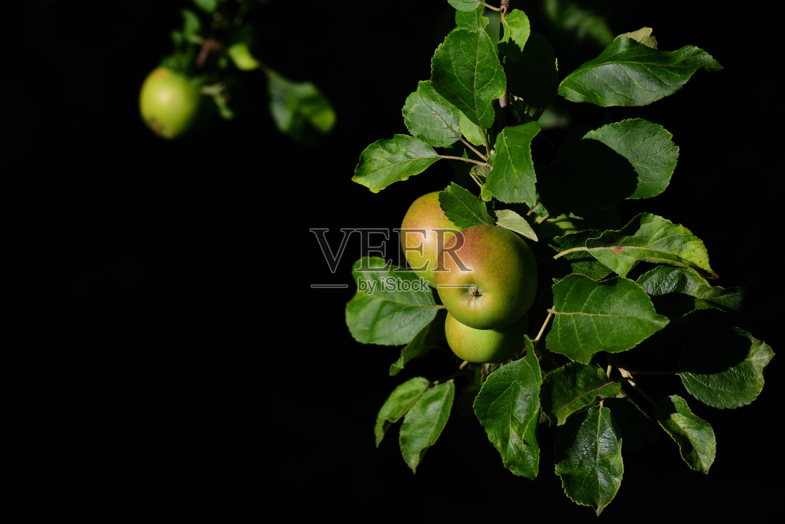 在一棵苹果树上,苹果在黑色的背景下长在树枝上照片摄影图片
