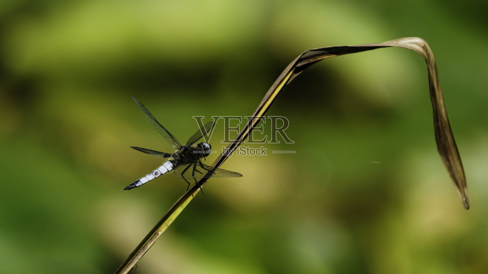 体型宽阔的追逐蜻蜓照片摄影图片