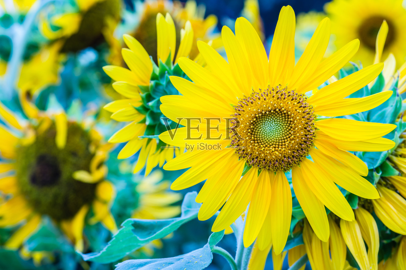 美丽的黄色向日葵在花园里。向日葵(Helianthus annuus)是一种一年生植物,花面大如雏菊,通常高一年生植物可长到300厘米以上。照片摄影图片