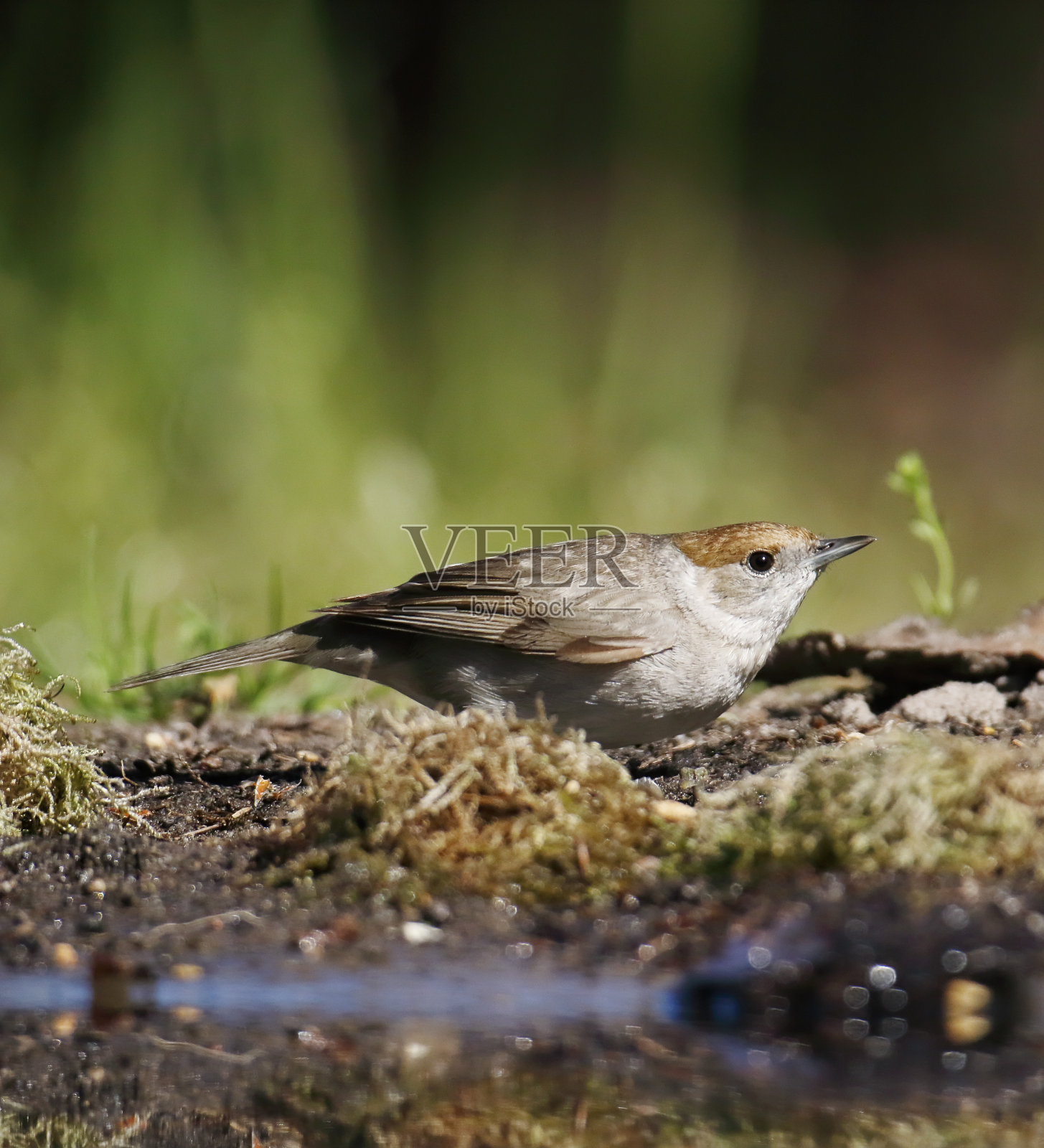 黑顶莺(丝光椋鸟),雌性照片摄影图片