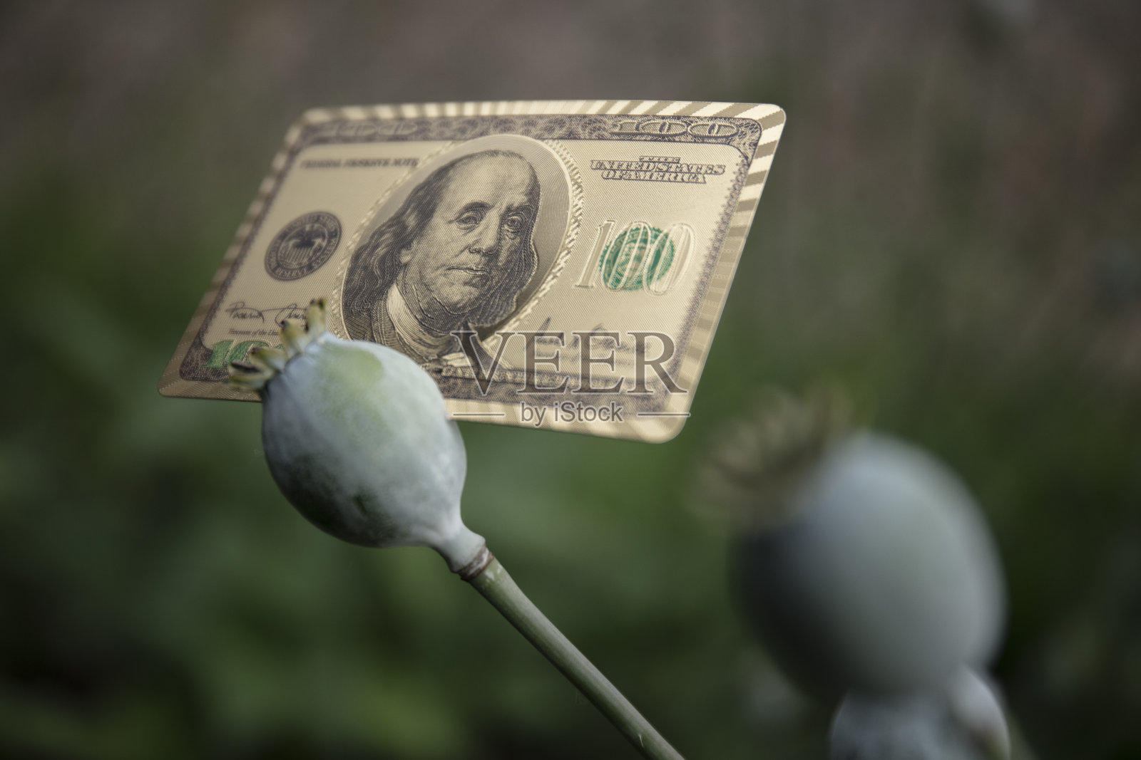 黄金和罂粟照片摄影图片