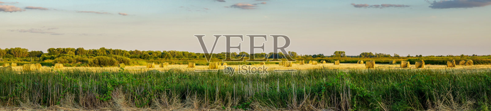 森林前的一个大草坪的全景照片摄影图片