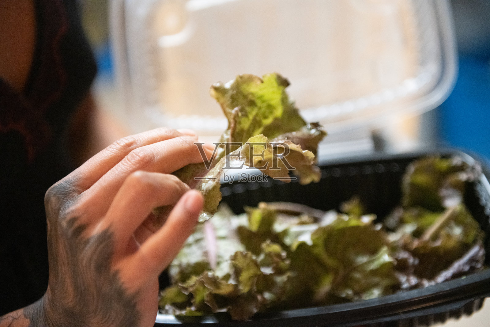 西班牙妇女在美国佛罗里达州种植有机绿叶生菜照片摄影图片
