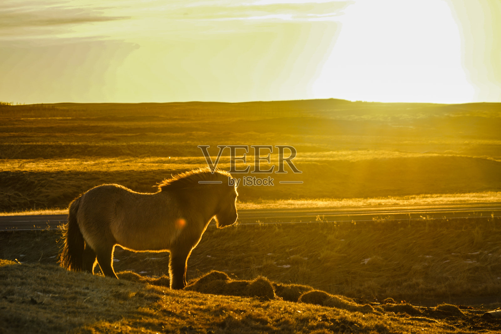 冰岛水龙带站在日出的草原上照片摄影图片