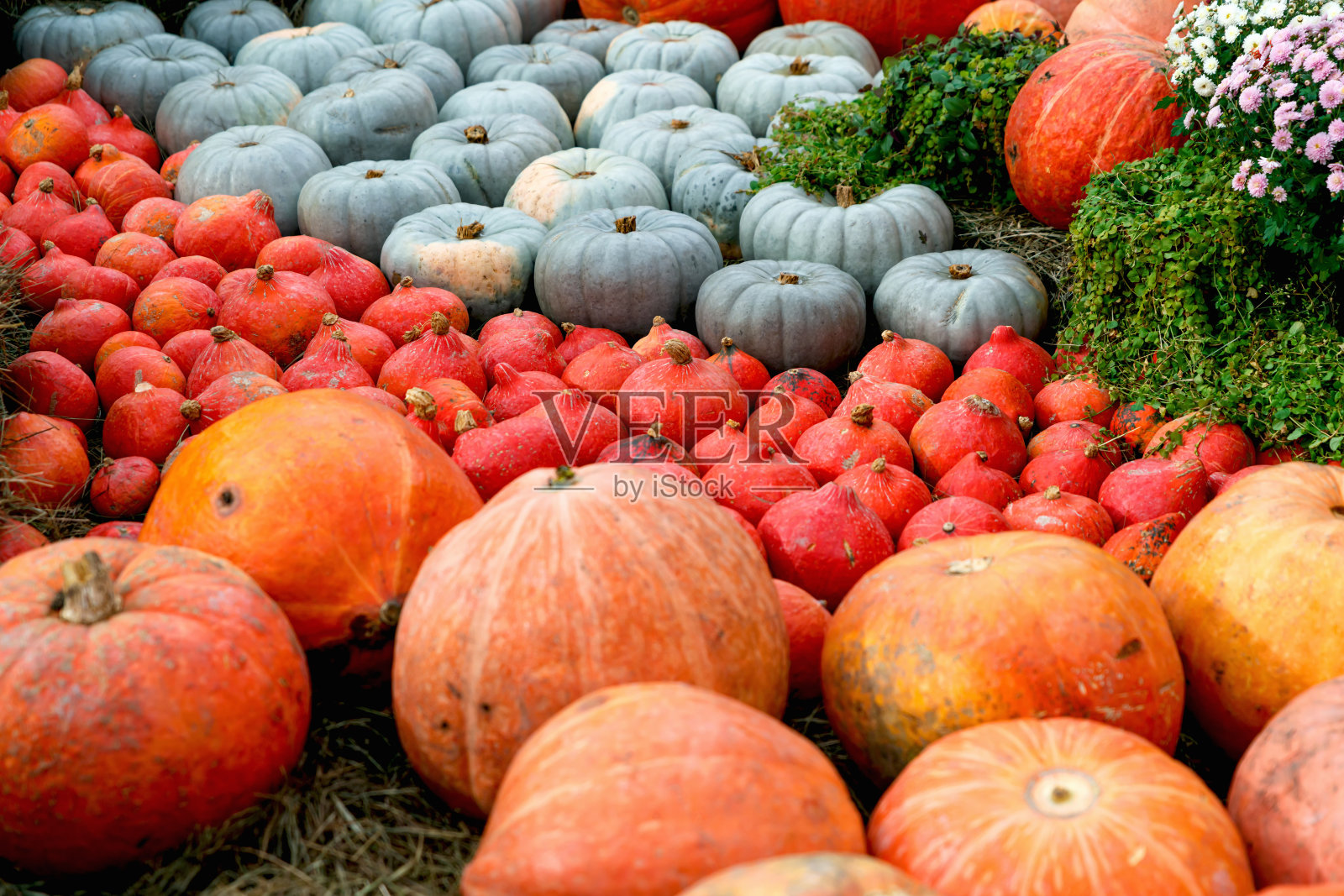 美丽成熟的南瓜。丰收节。农民集体秋收。华丽的秋天背景与南瓜。照片摄影图片