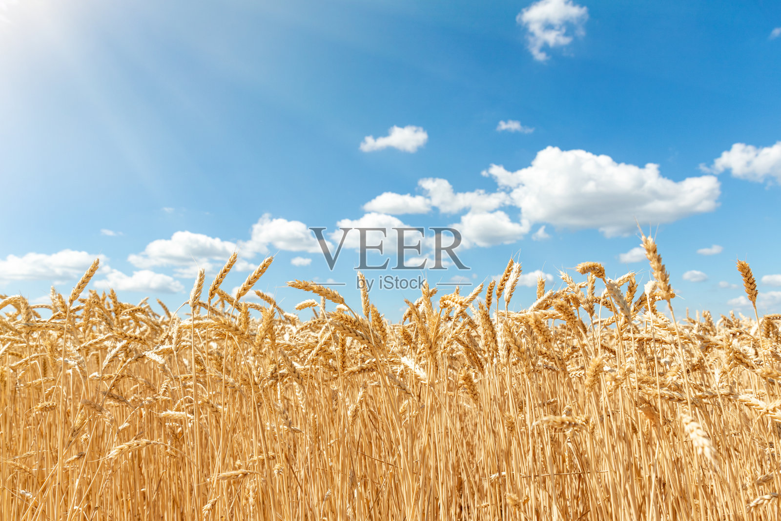 阳光明媚的夏日,碧蓝的天空衬托着金黄成熟的有机麦秆田。谷物作物收获生长背景。农业综合经营的经营理念照片摄影图片