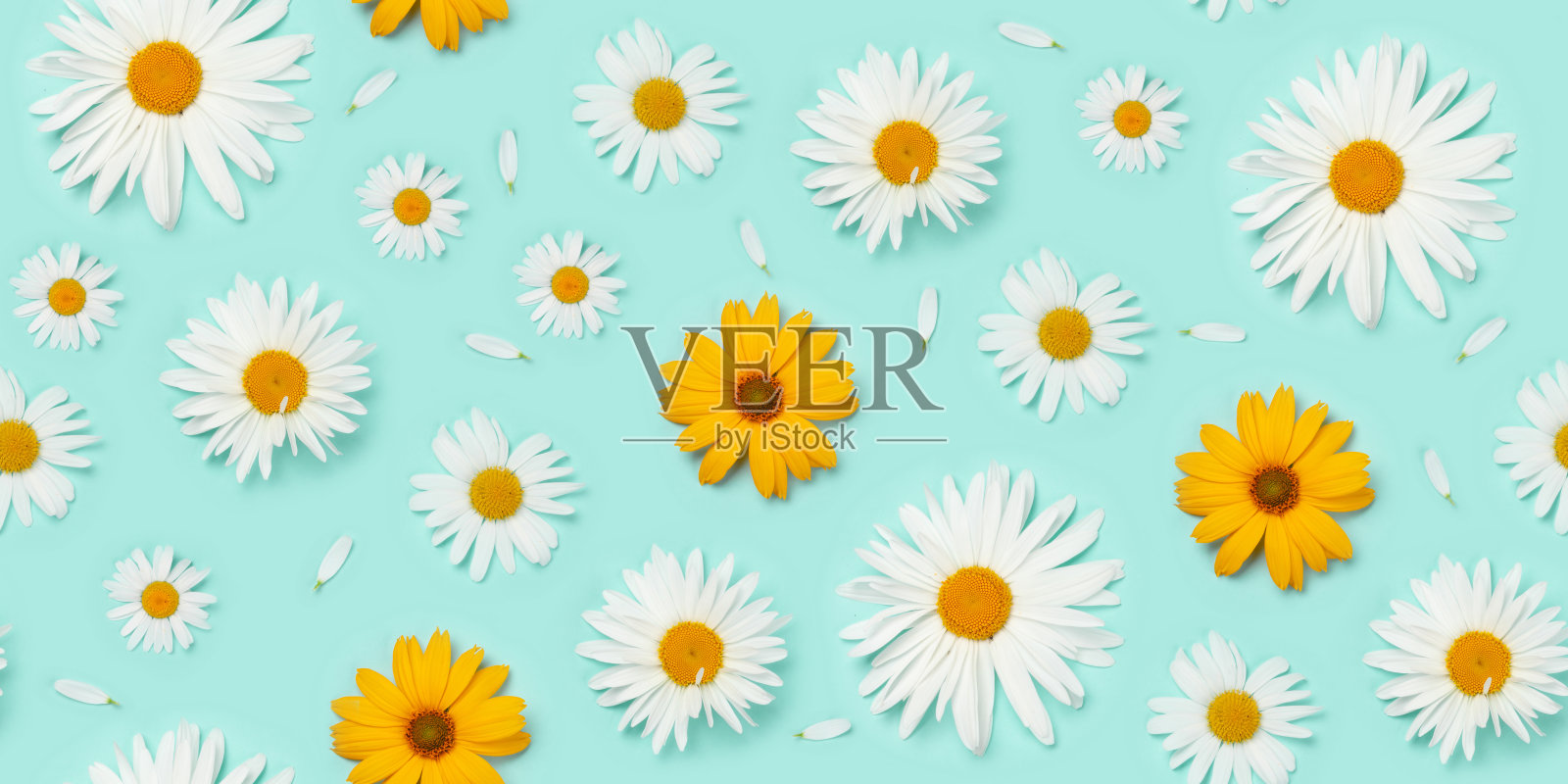 花园花在蓝色背景无缝照片摄影图片