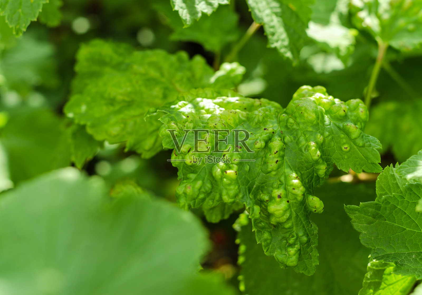 受损的红醋栗树的叶子照片摄影图片