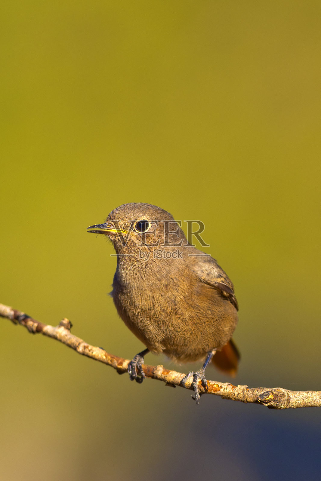 女黑红雀,地中海森林,西班牙照片摄影图片