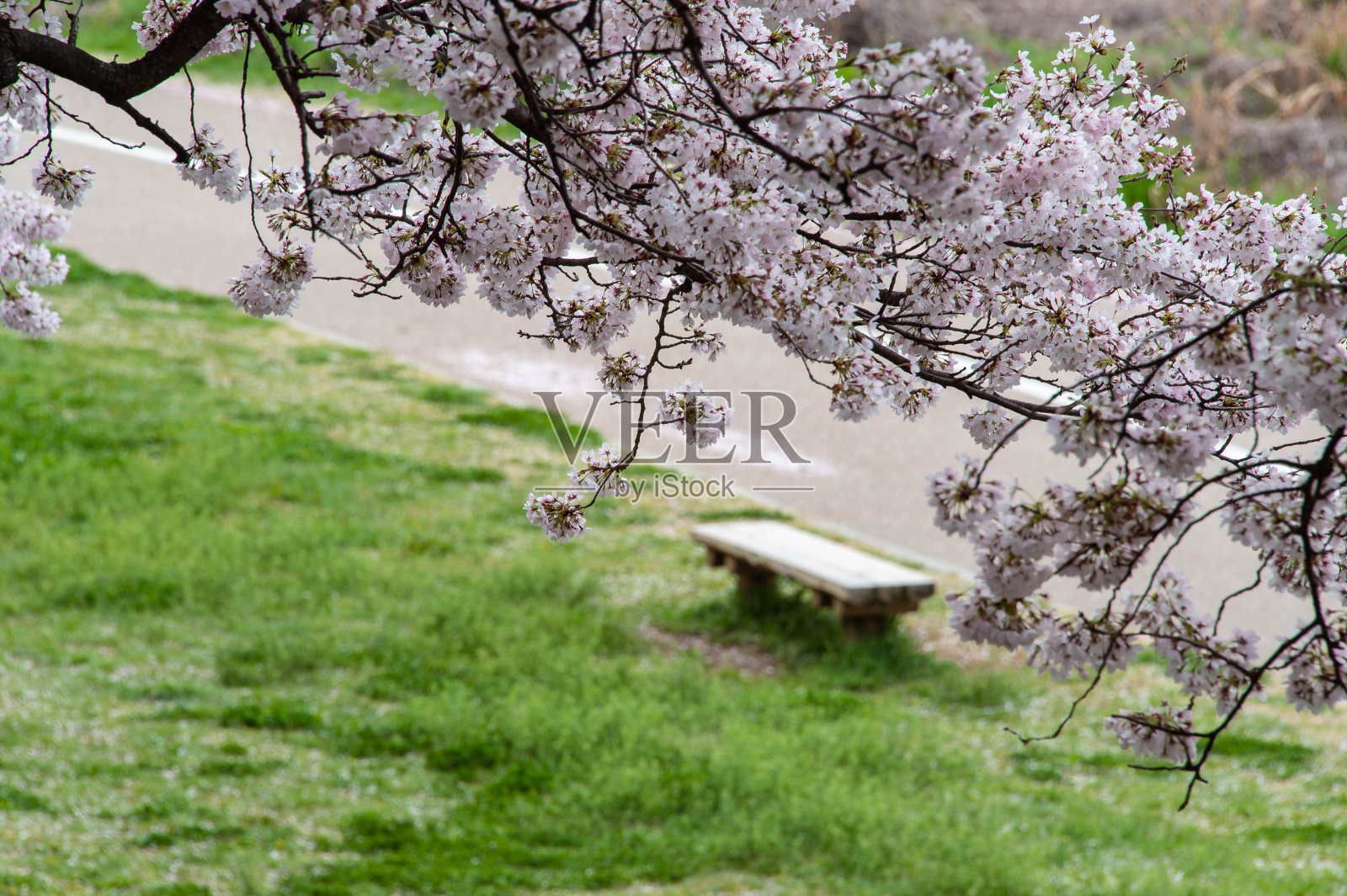 樱花,银行和长椅照片摄影图片