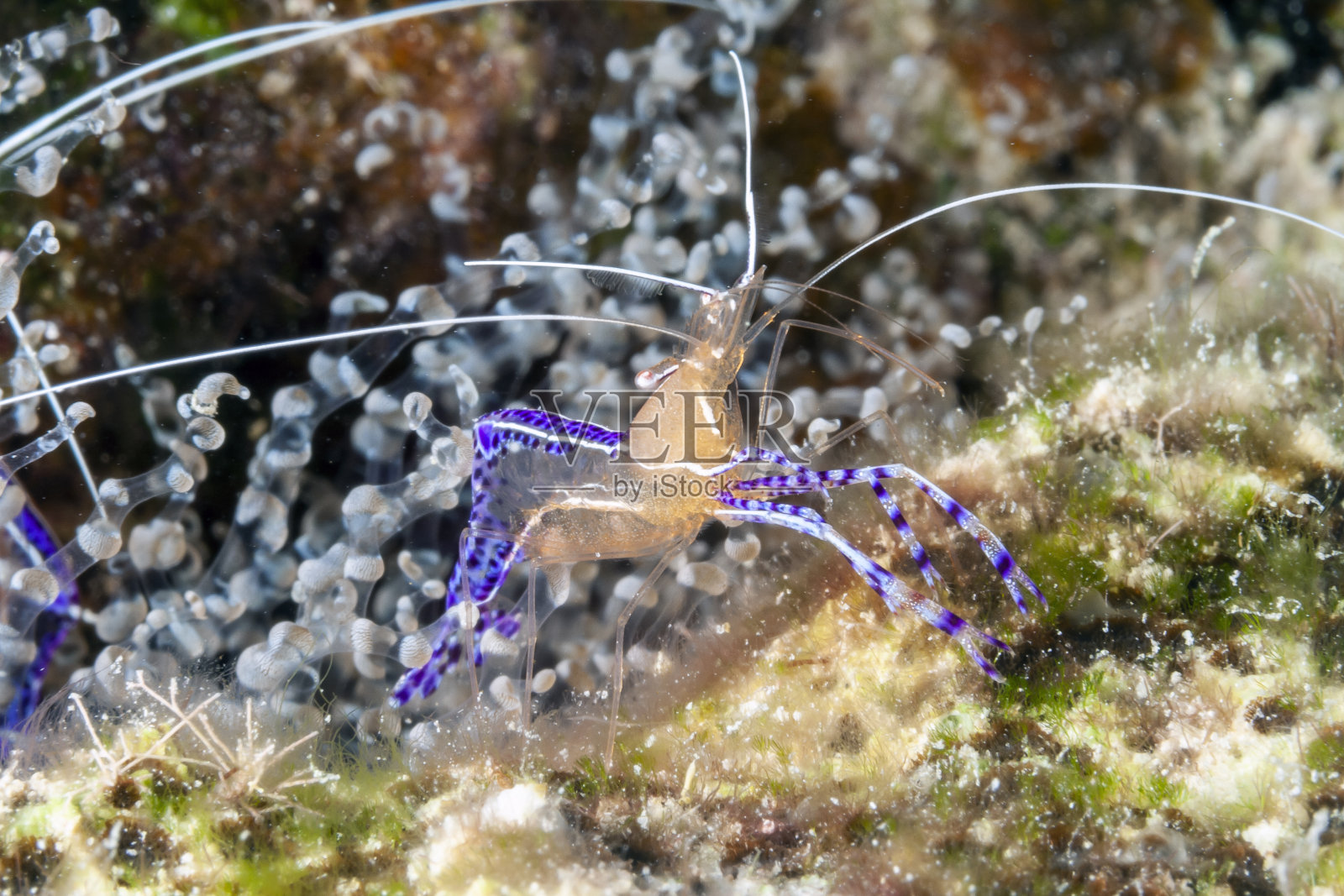 Pederson的虾,Ancylomenes pedersoni,照片摄影图片