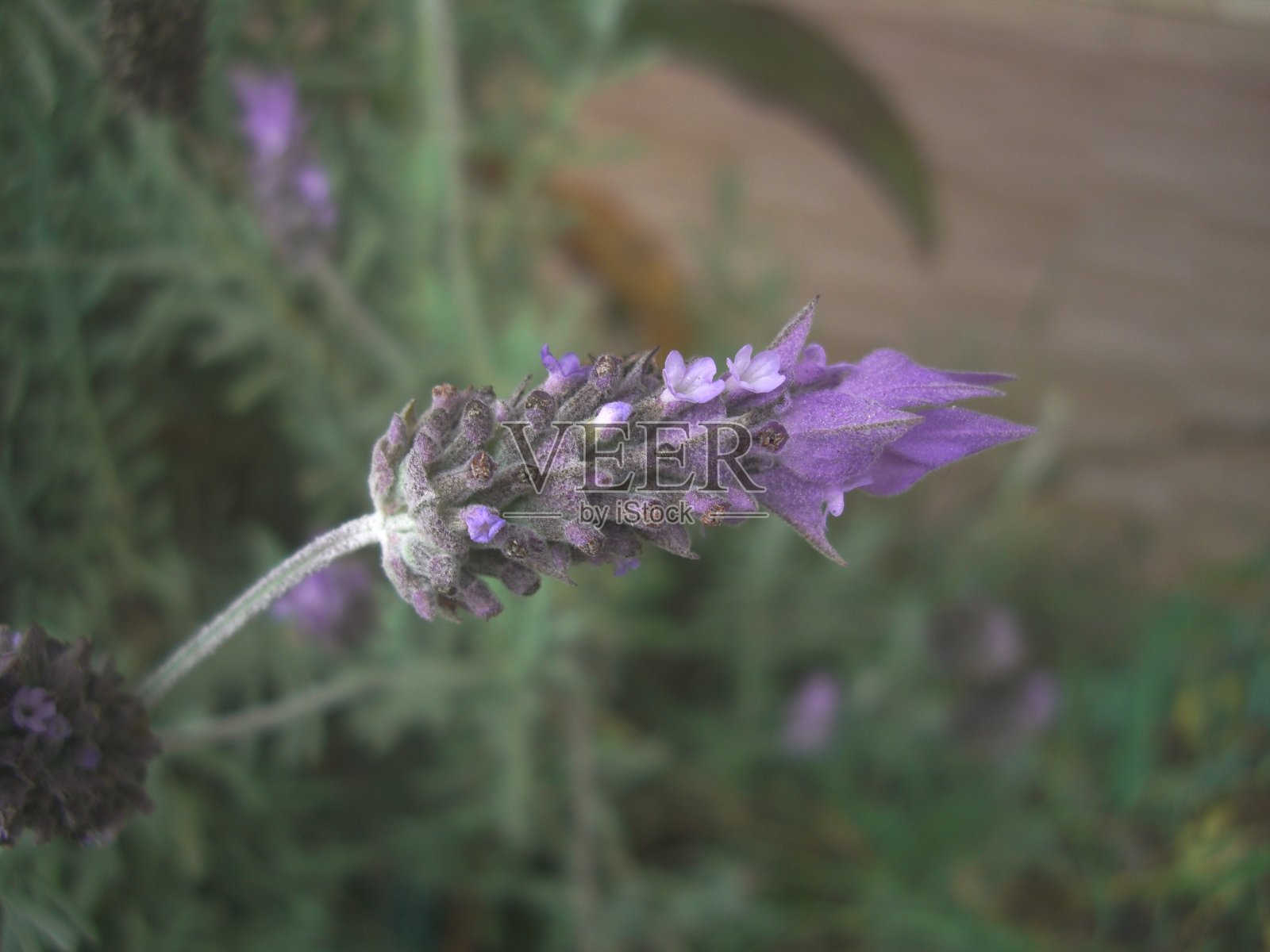 薰衣草花-薰衣草沙叶照片摄影图片