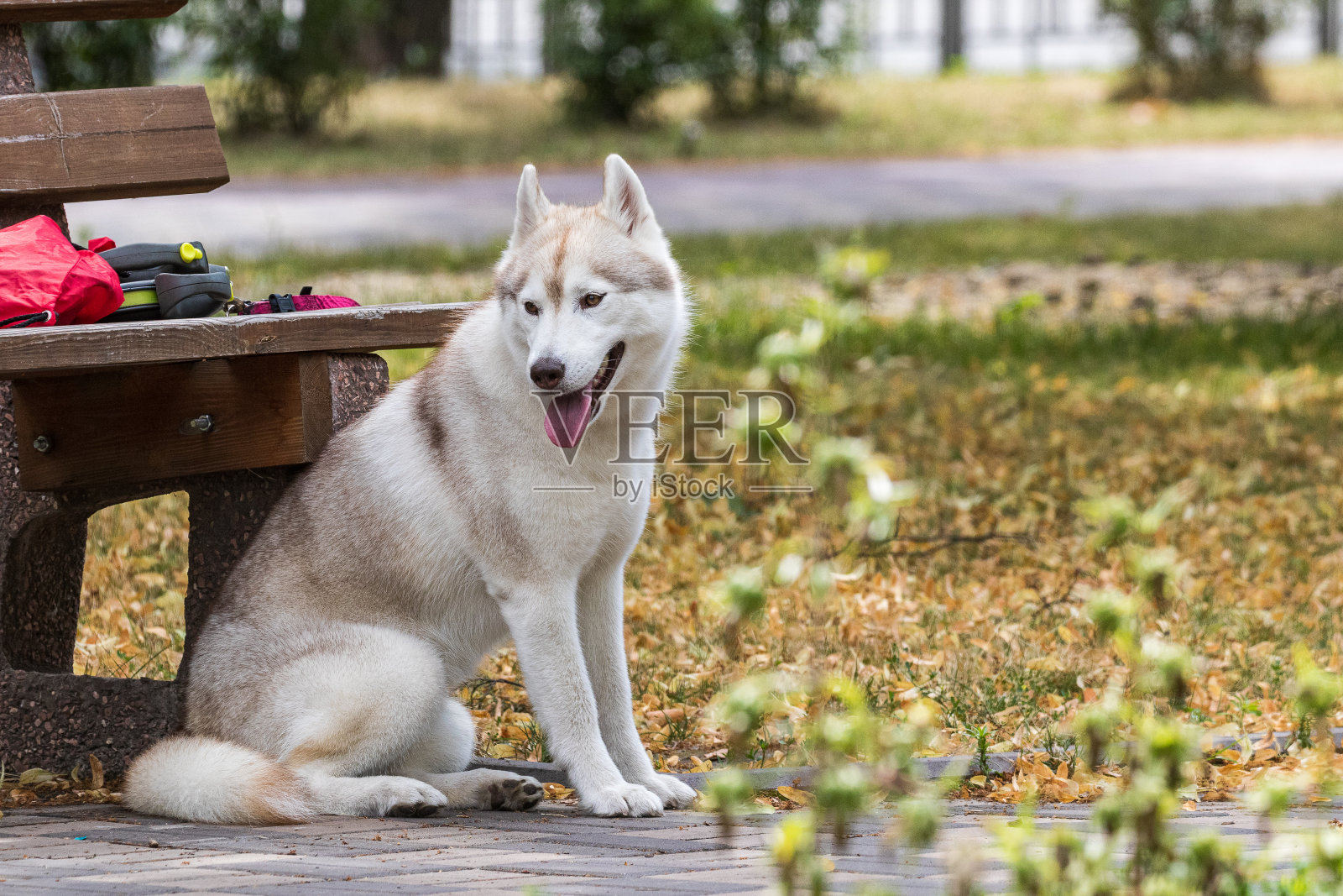 清晨在城市公园里散步时,一只美丽的西伯利亚哈士奇看守着主人留在长椅上的东西。照片摄影图片