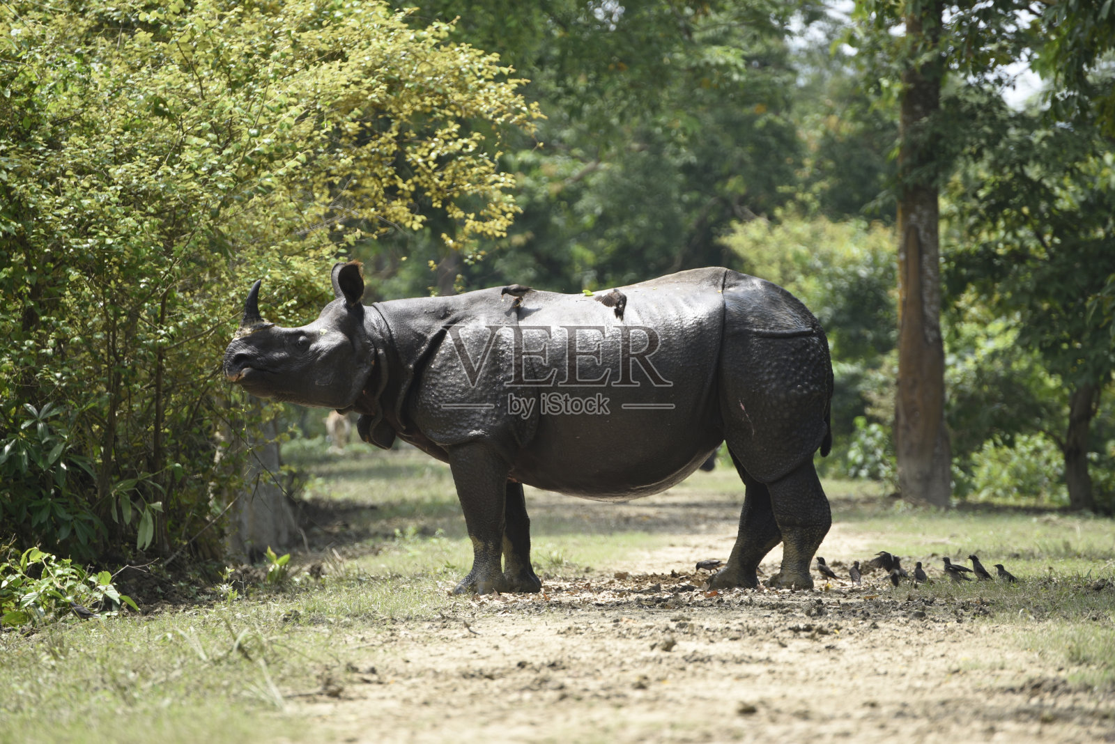 一个角犀牛照片摄影图片