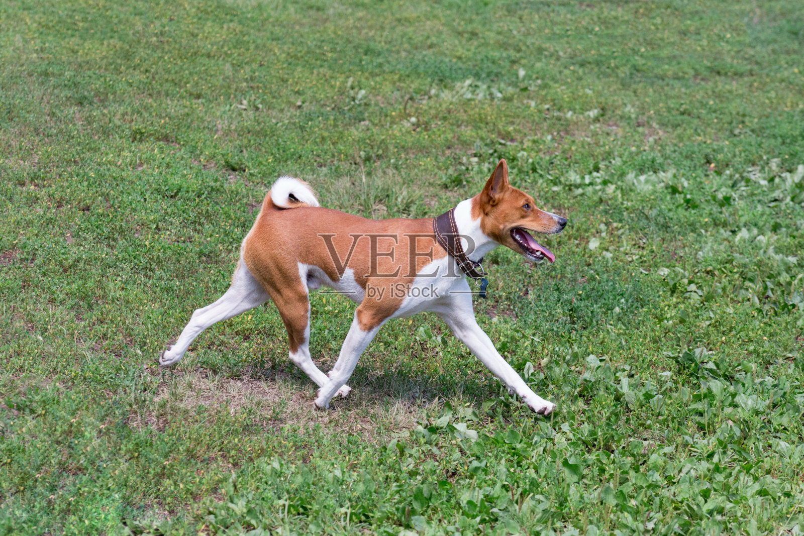可爱的巴辛吉小狗在夏季公园的绿色草地上奔跑。宠物的动物。照片摄影图片