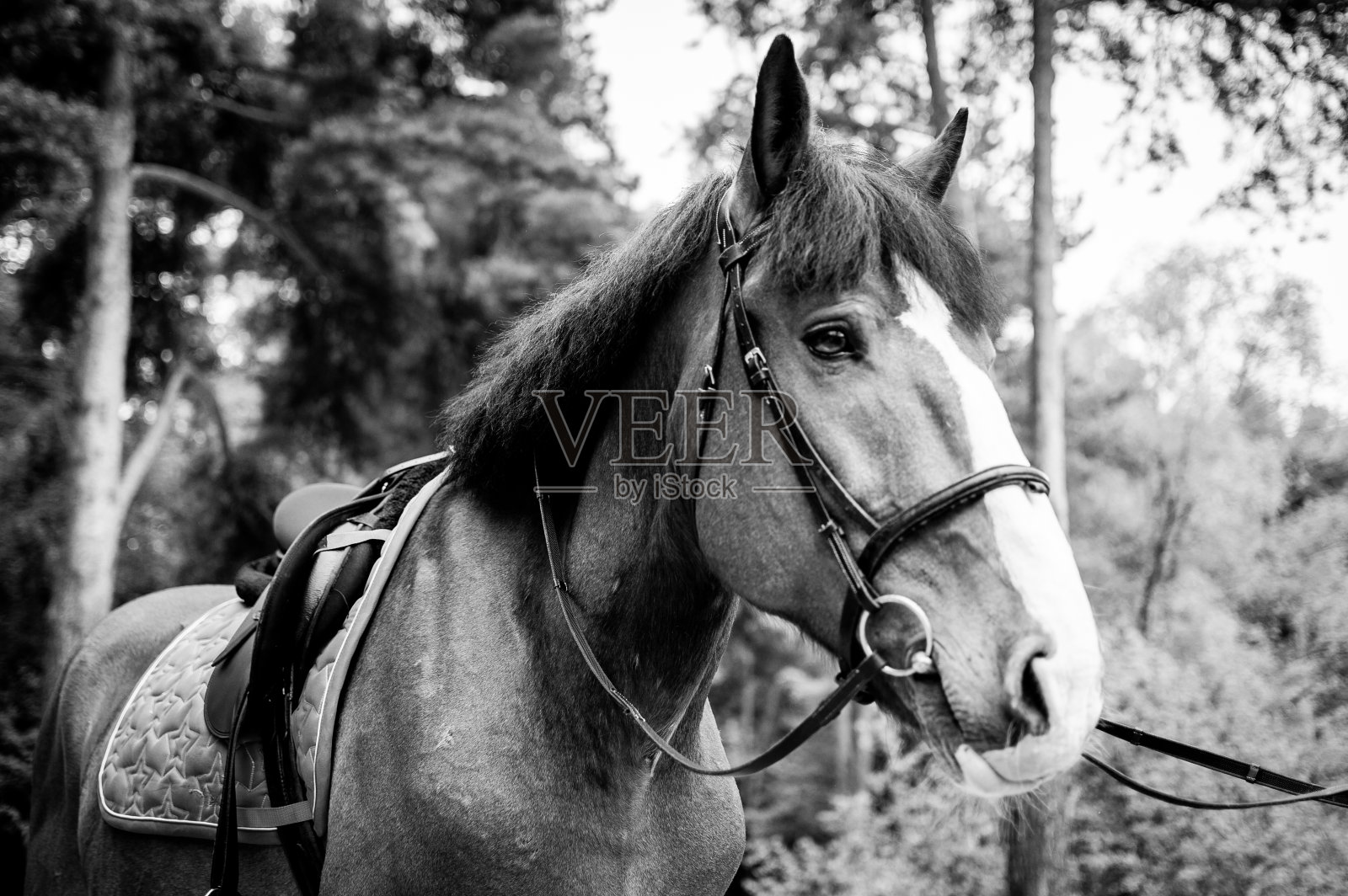 马,单色照片摄影图片