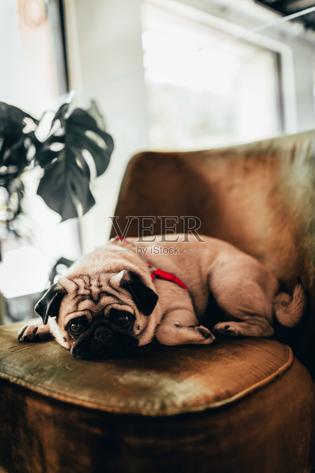 一个哈巴狗照片摄影图片