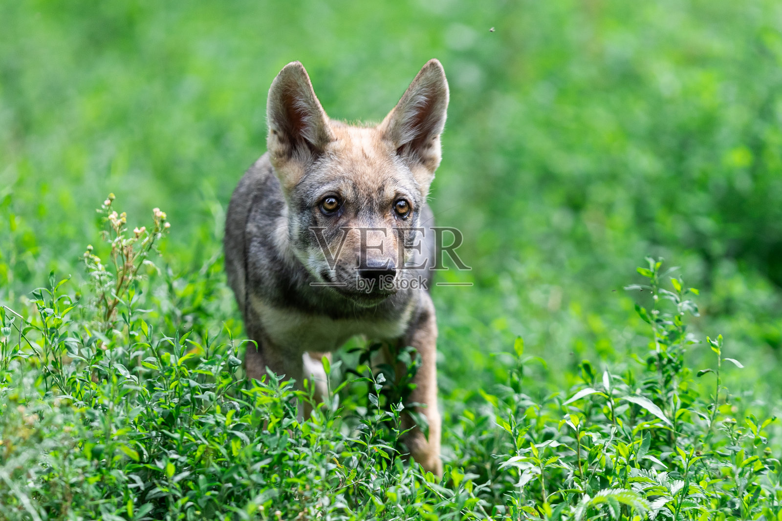 森林里的小灰狼照片摄影图片