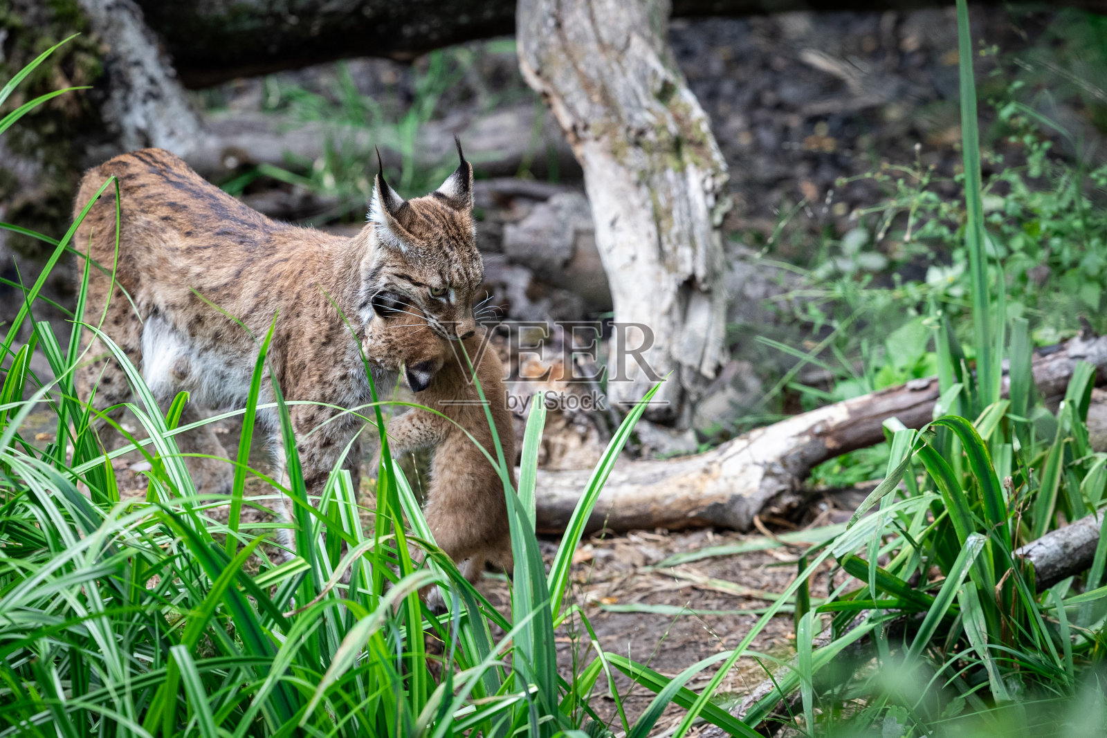 森林里的小山猫照片摄影图片