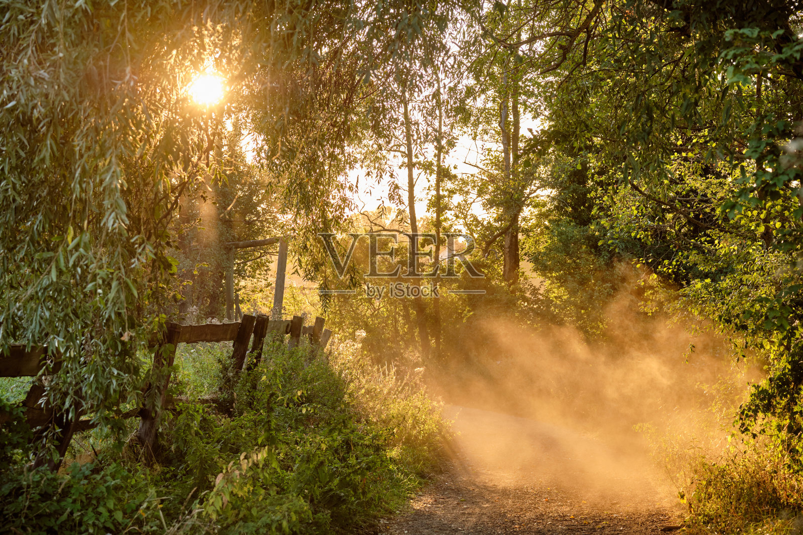 美丽的田园诗般的绿色乡村景观与阳光和森林照片摄影图片