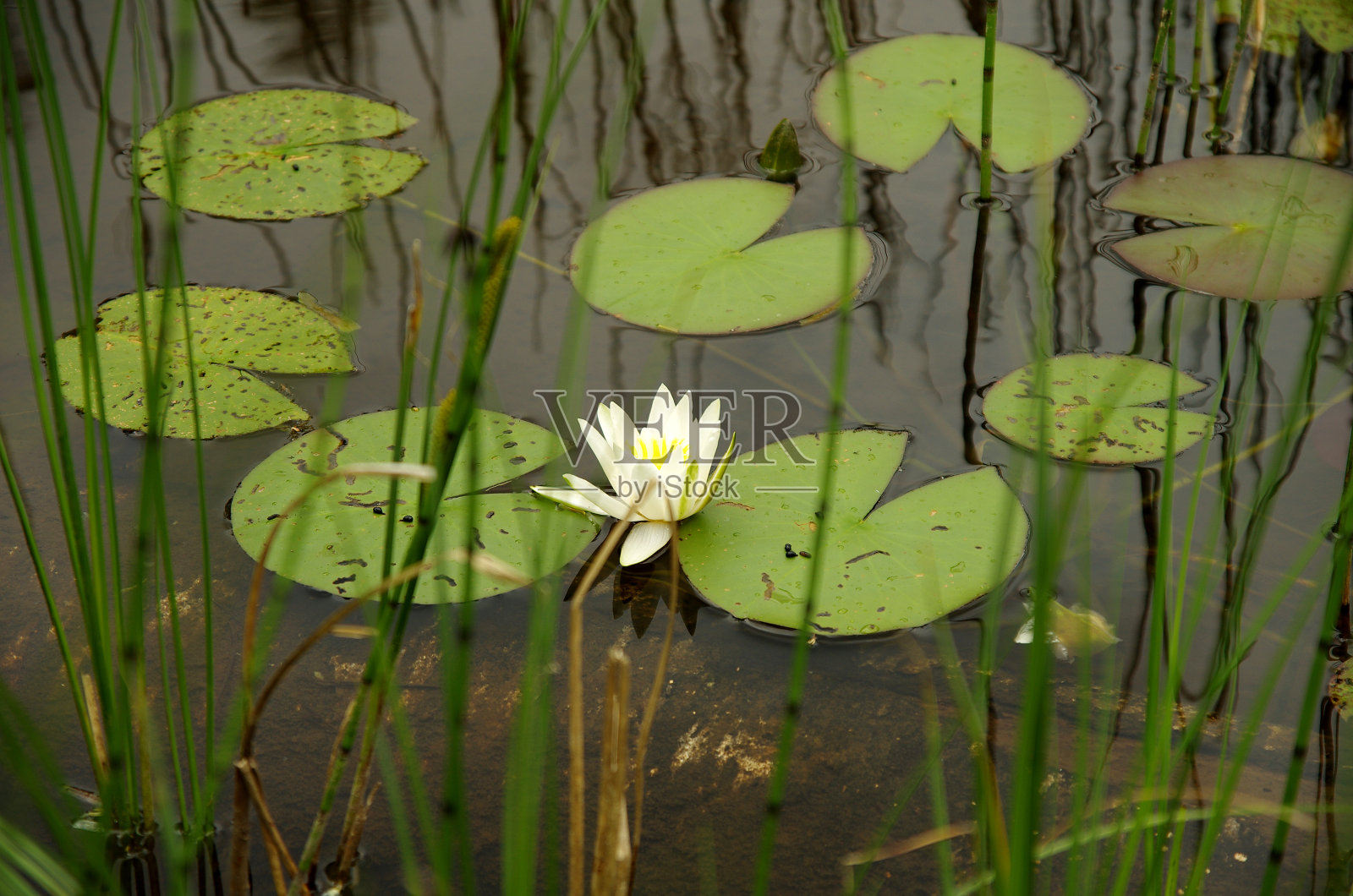 睡莲照片摄影图片