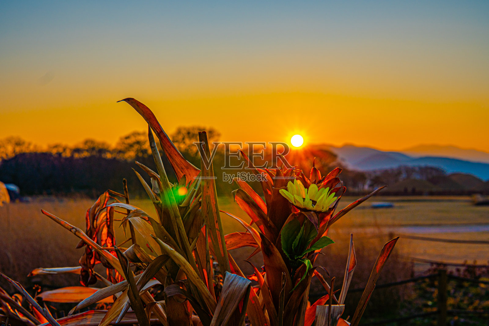 夕阳西下的一幅花画。照片摄影图片