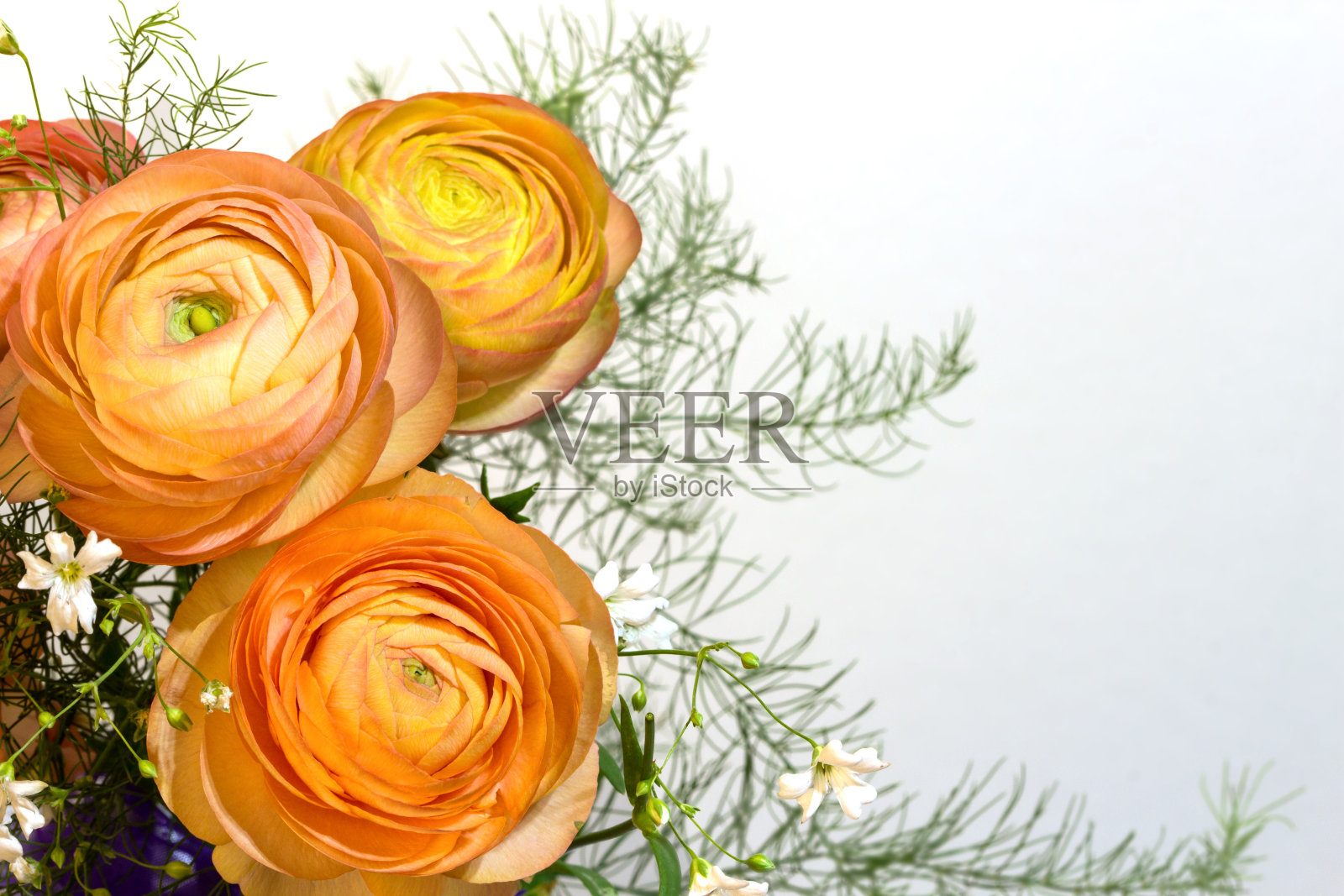 橙色毛茛花在白色的背景照片摄影图片