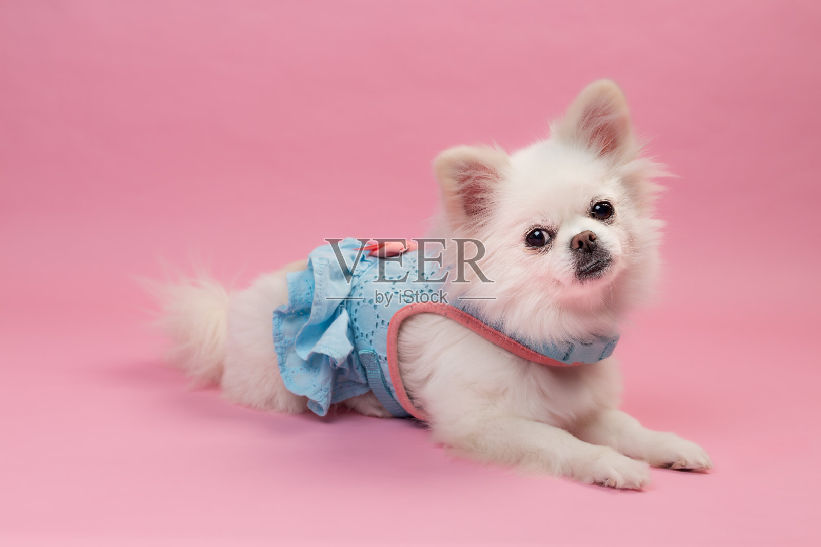 狗长毛吉娃娃在蓝色的裙子和粉红色的背景摆姿势拍照照片摄影图片