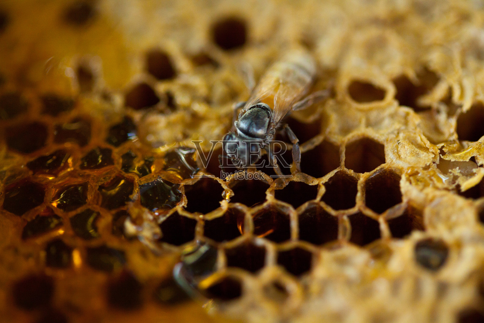 在泰国蜂巢工作的蜜蜂照片摄影图片