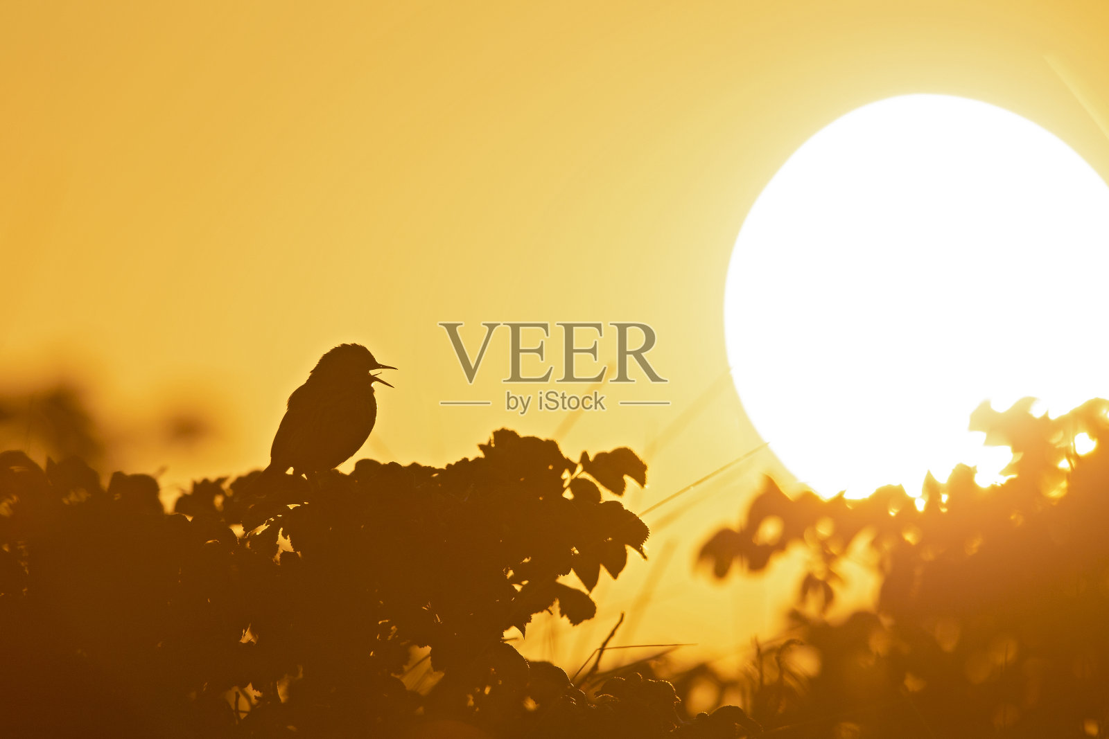 草地Pipit(草花)栖息在一个灌木丛在深夜与太阳在后面落下。照片摄影图片