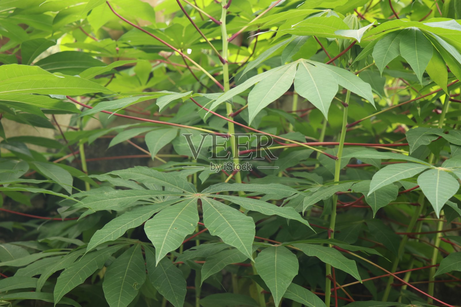 绿色木薯叶背景与可怕的自然模式照片摄影图片