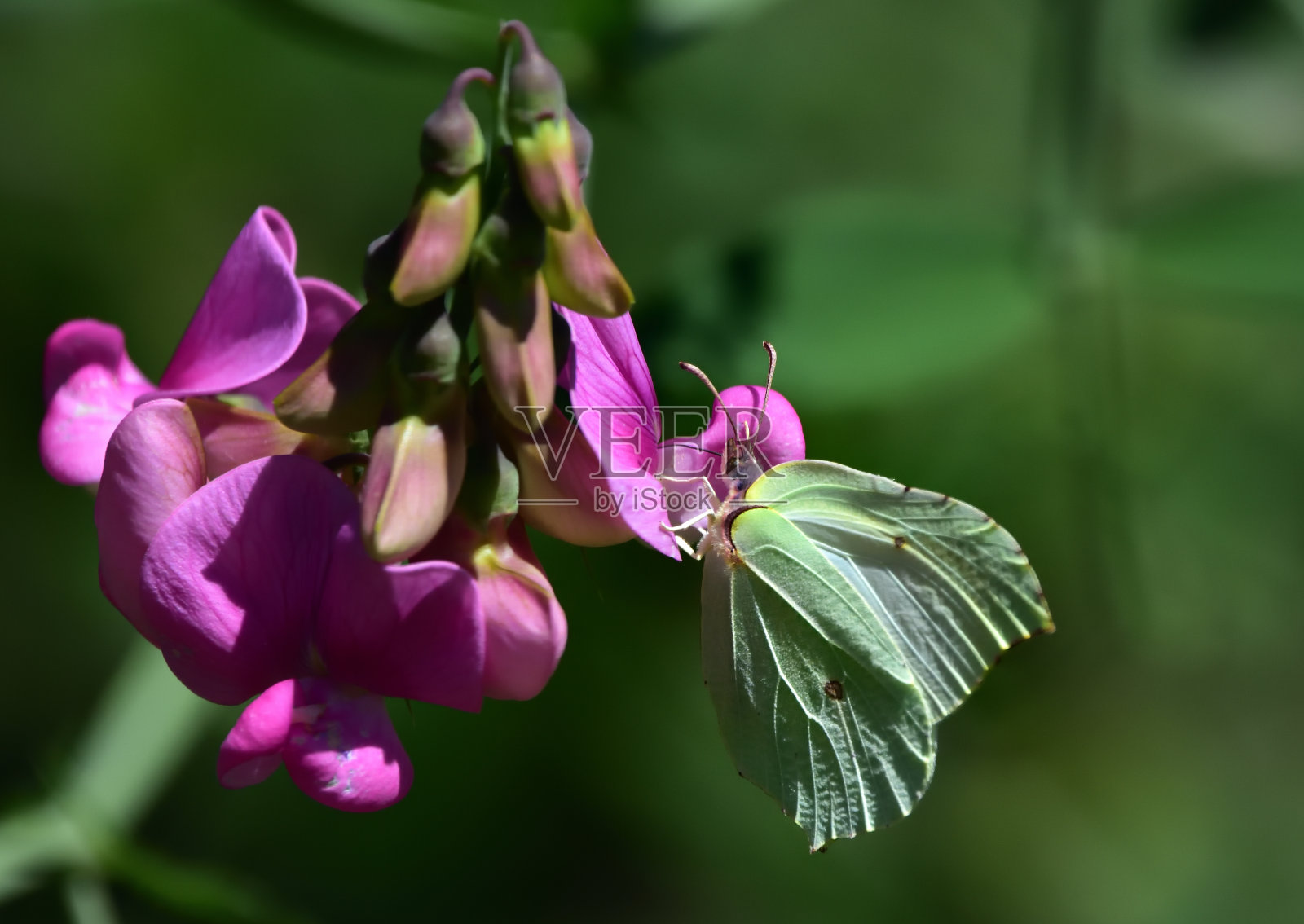 粉蝶科的蝴蝶照片摄影图片