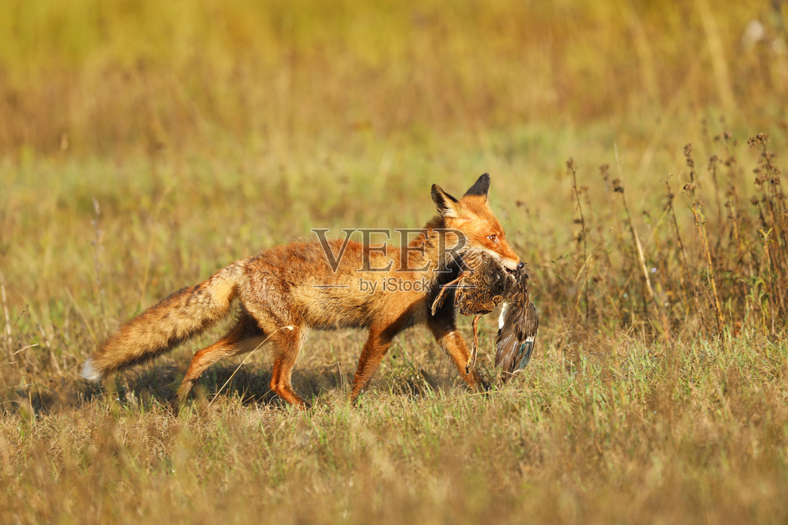 红狐狩猎后,红狐,捷克野生动物景象。照片摄影图片