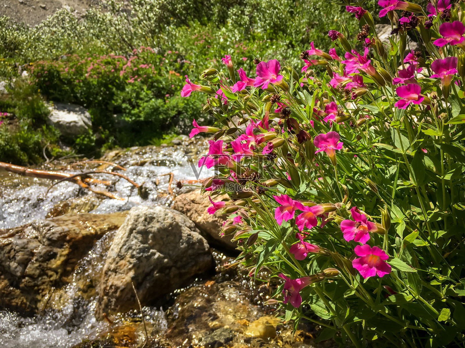 山溪边的粉红色野花照片摄影图片