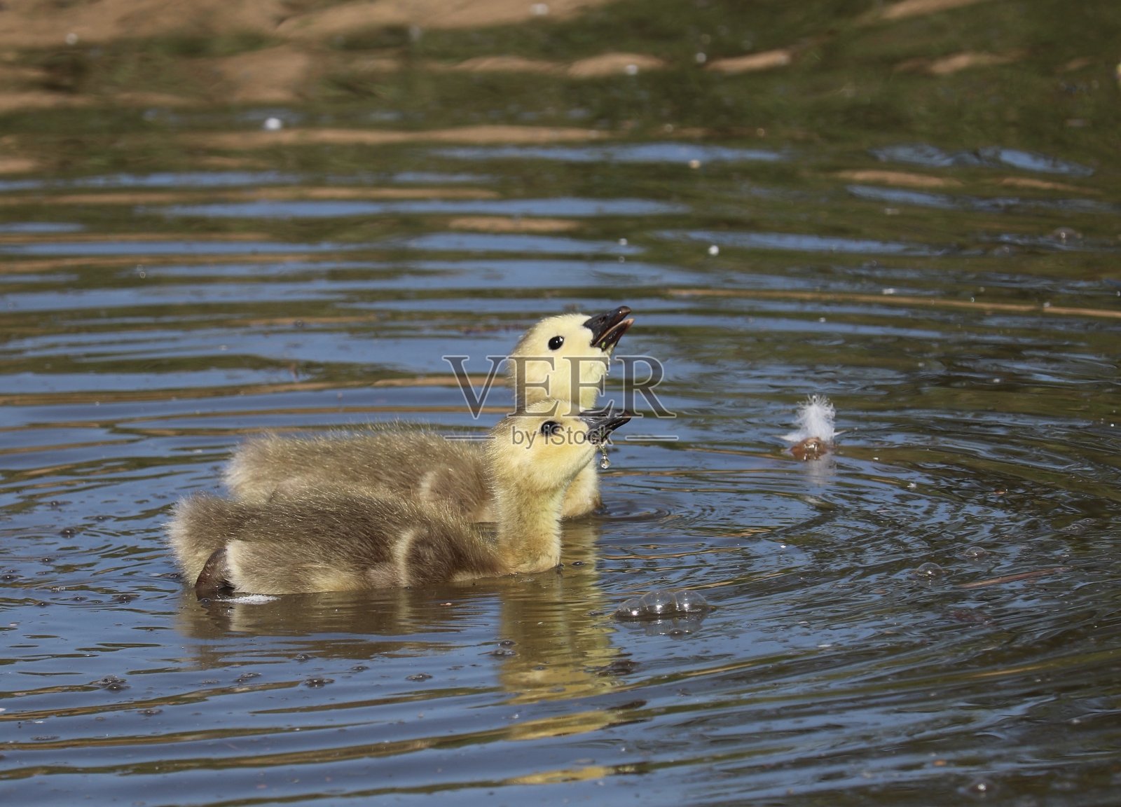 小鹅在水上公园里可爱的毛茸茸的动物照片摄影图片