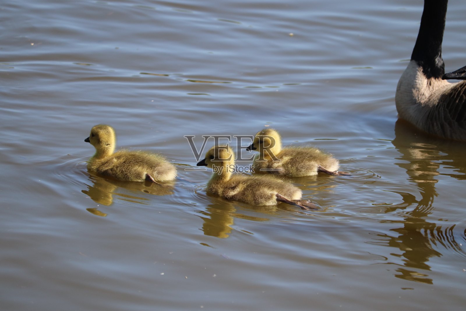 小鹅在水上公园里可爱的毛茸茸的动物照片摄影图片