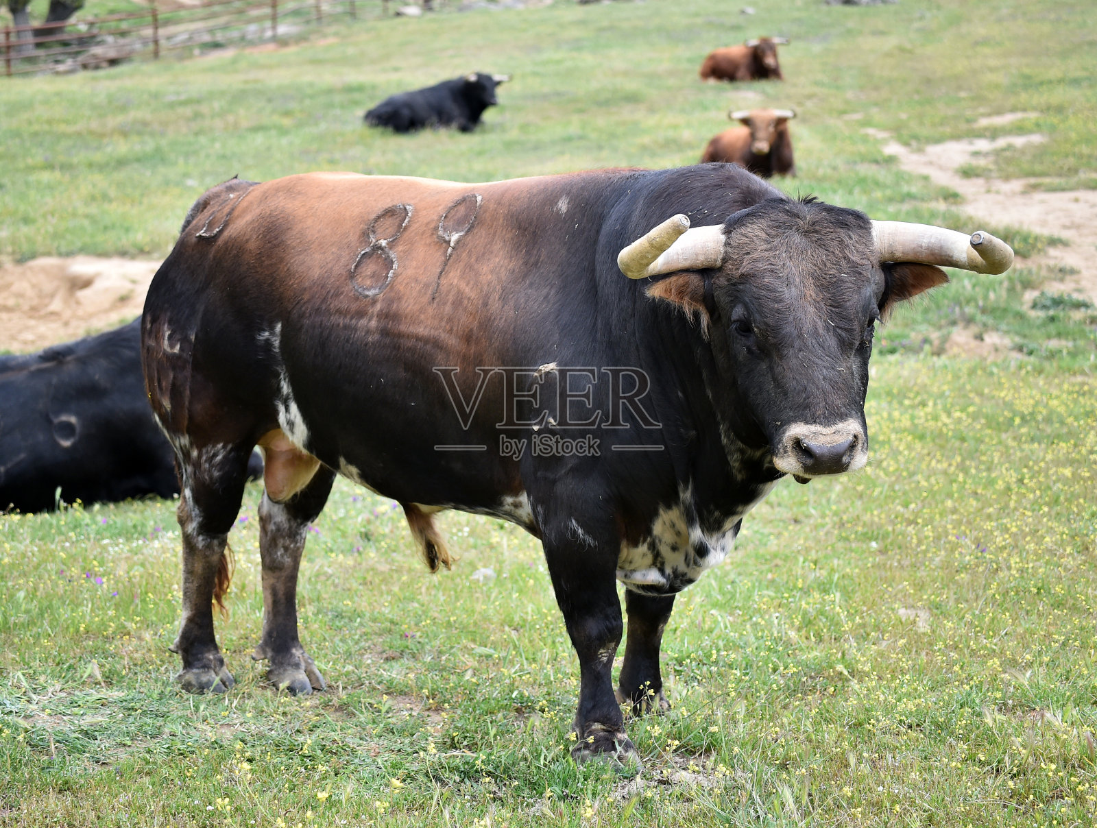 西班牙赛场上的公牛照片摄影图片