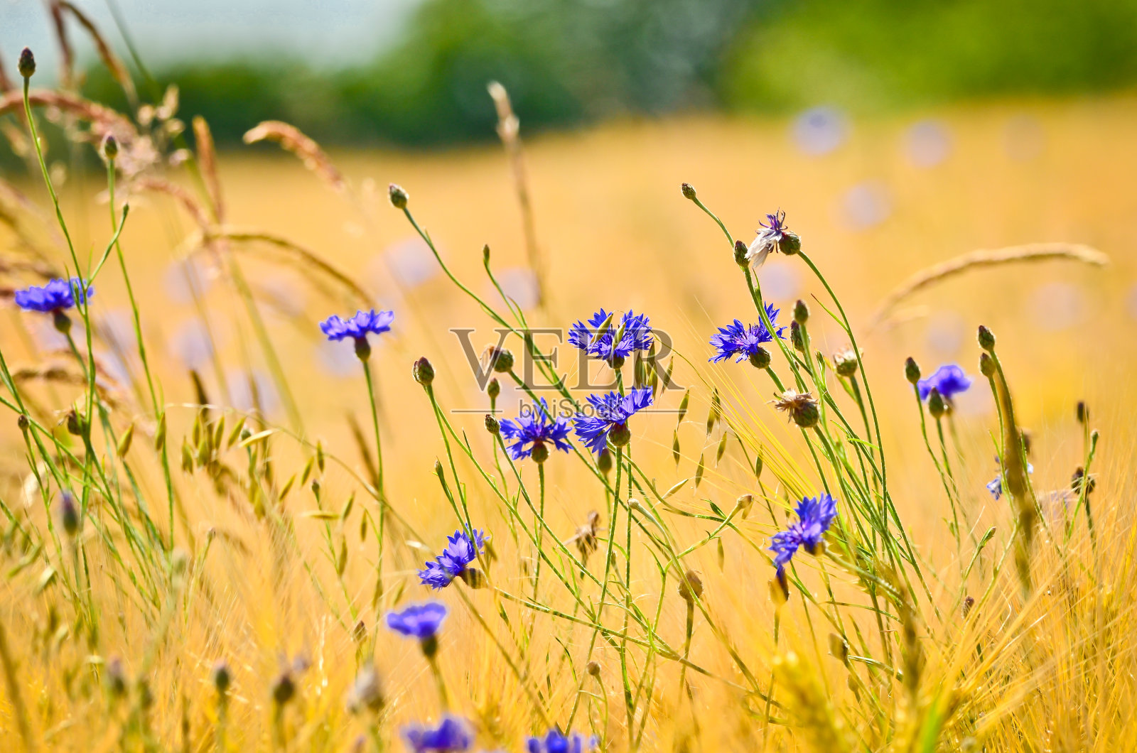 美丽的蓝色矢车菊在浅棕色的麦田在夏天照片摄影图片