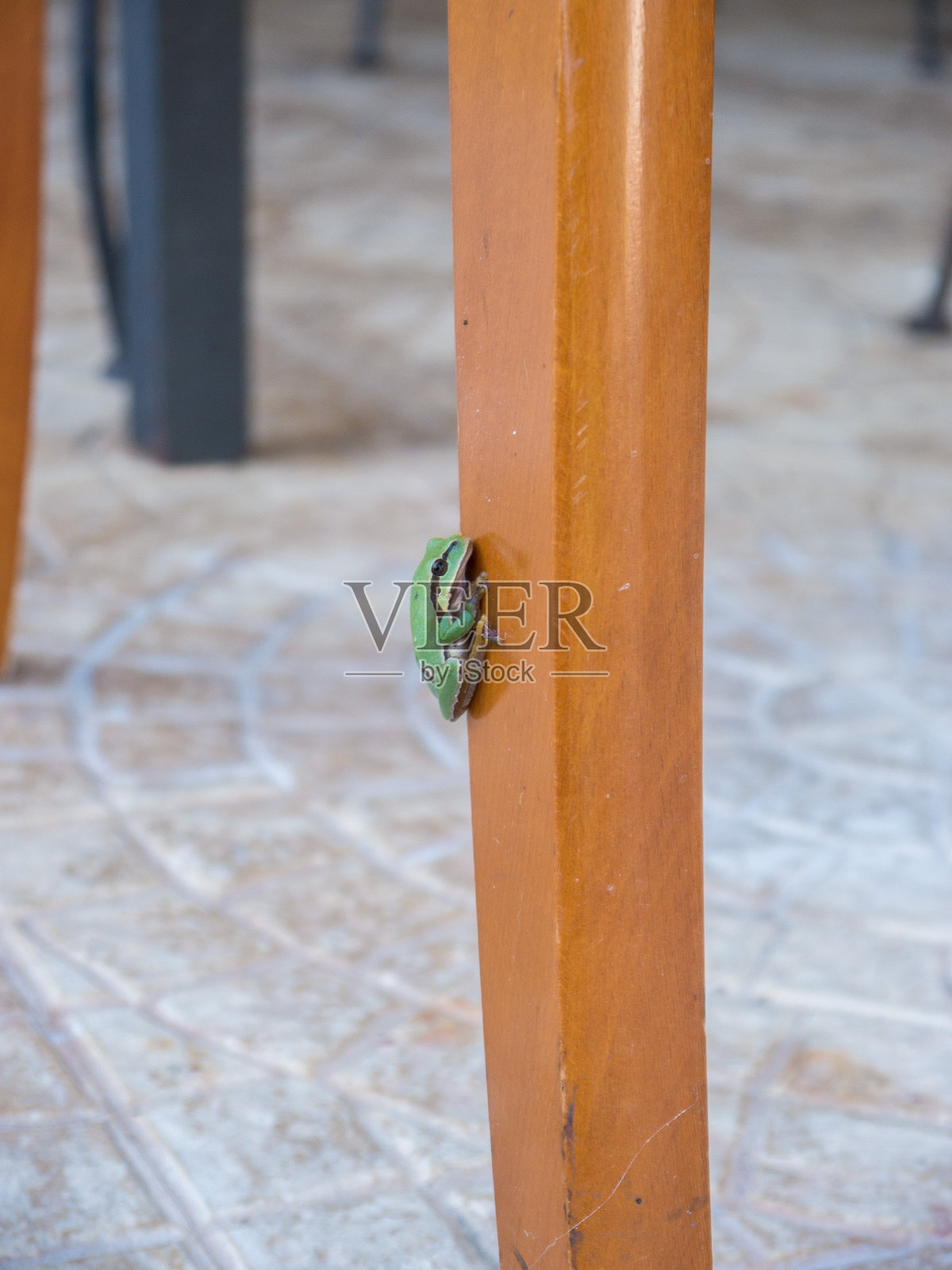 绿色的小青蛙在后院探索照片摄影图片