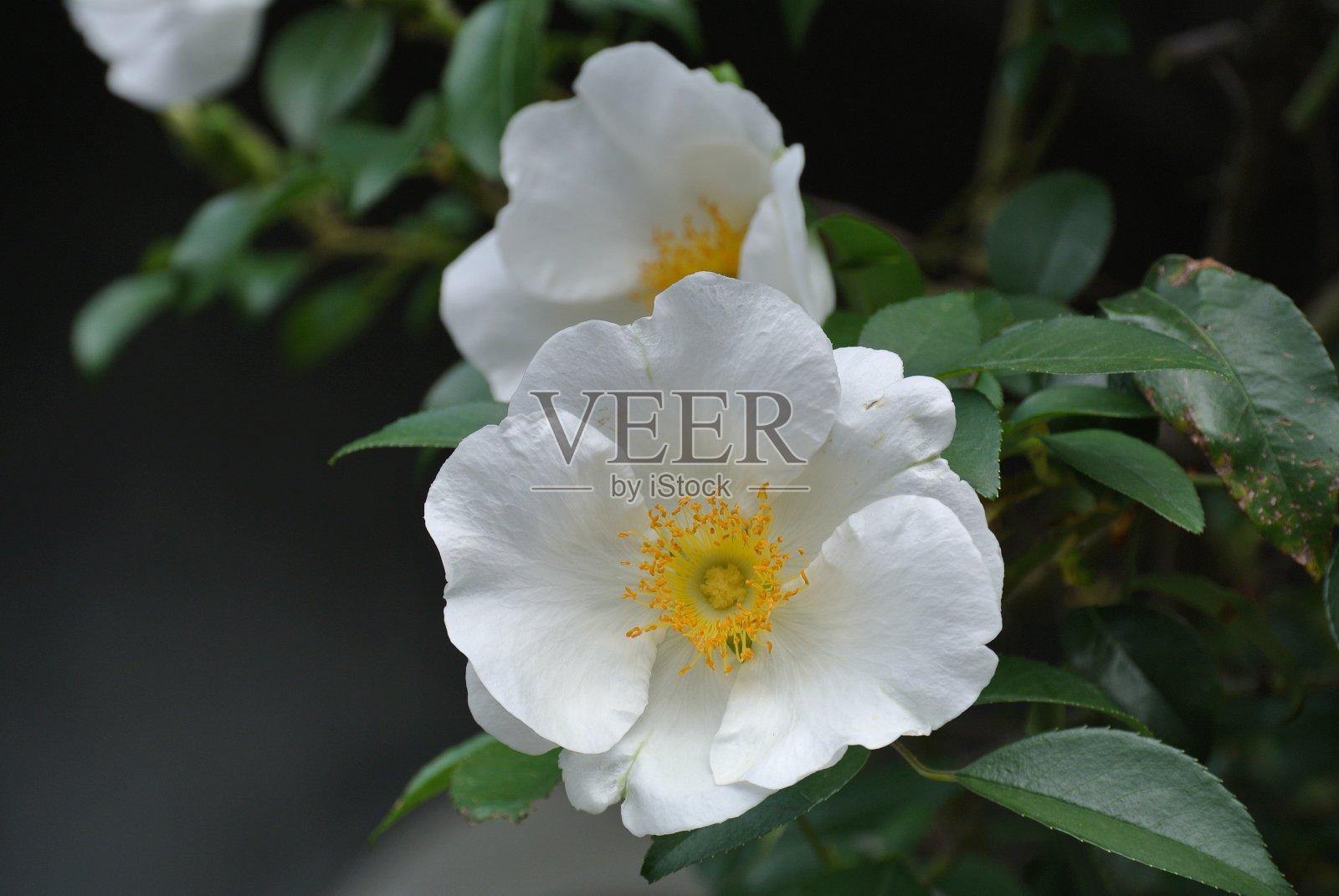 公园里有白色的花照片摄影图片