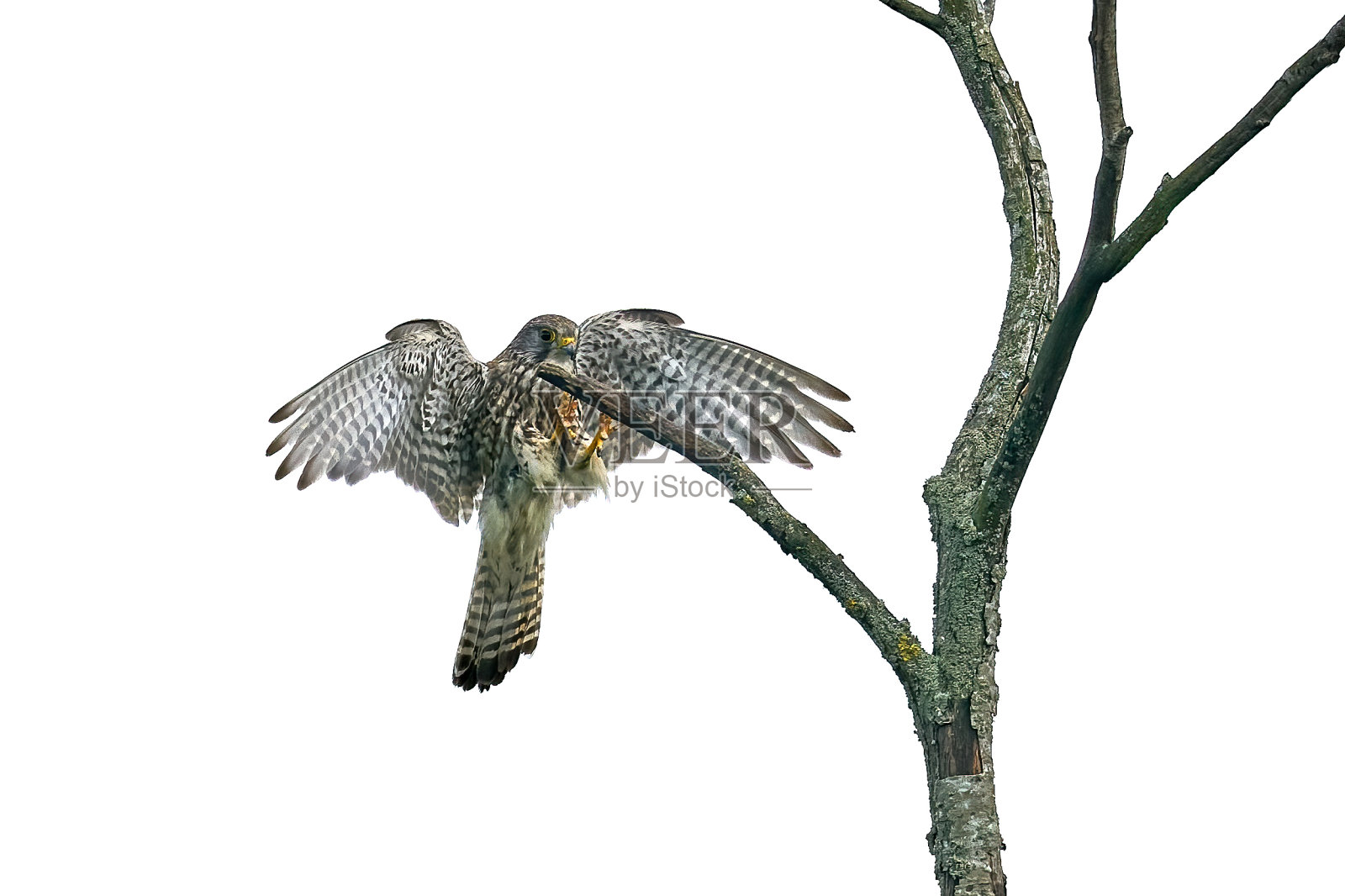 普通kestrel (Falco tinnunculus)照片摄影图片