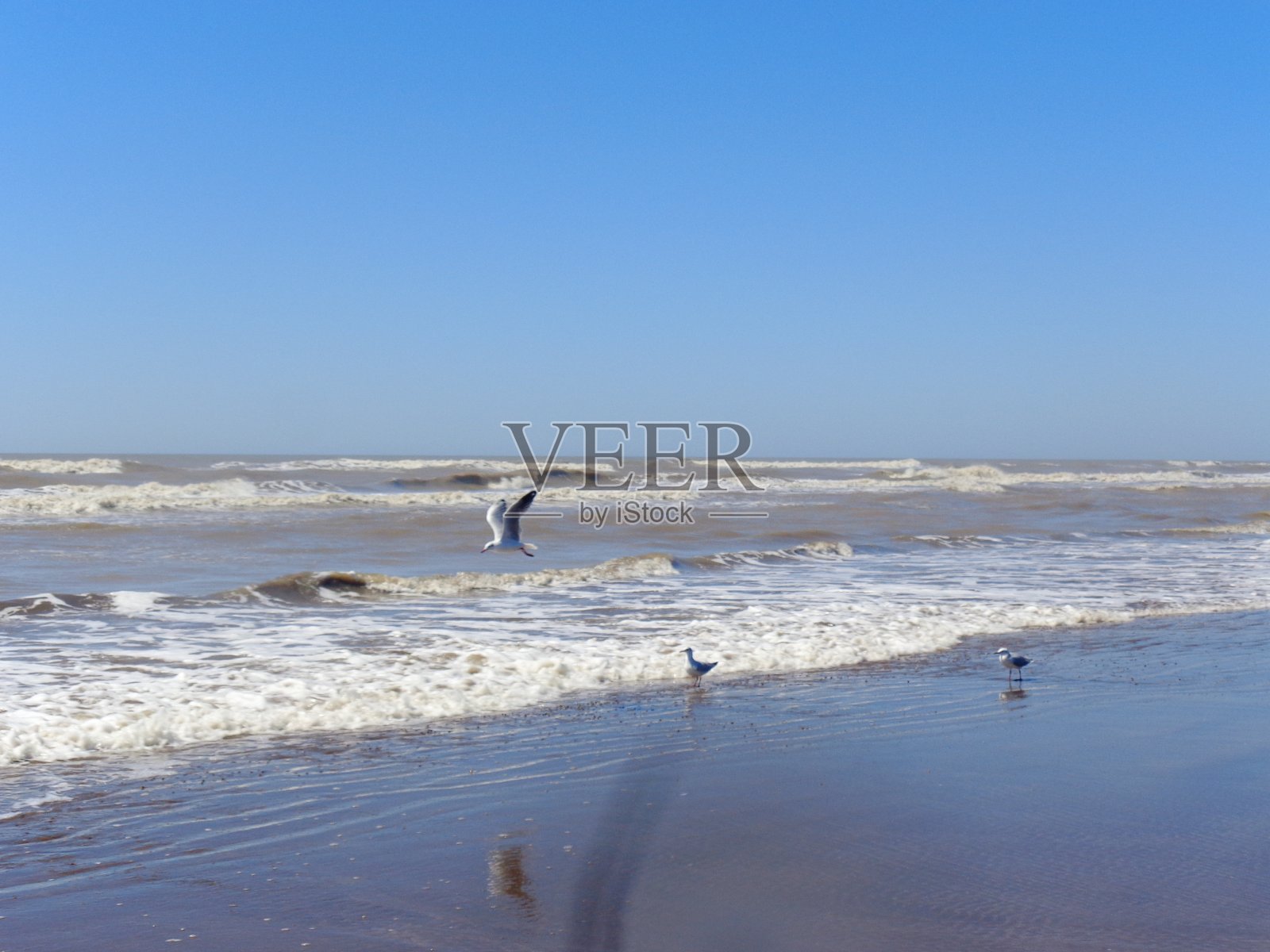 海鸥的倩影下,浪花碎裂,两只小鸟在岸边凝望天空照片摄影图片
