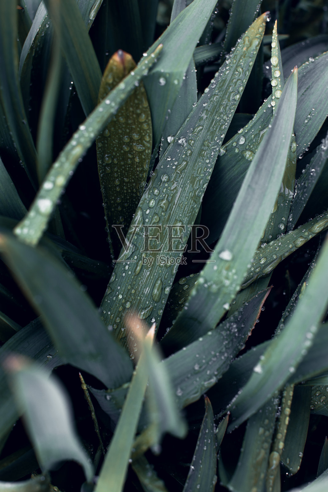 一种植物的暗绿色叶子,带有闪烁的雨滴。低调,水平背景或横幅照片摄影图片